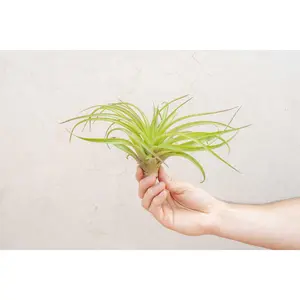 XL Tillandsia Abdita Air Plants / 7-9 Inches Tall [1, 3 or 5 pack]