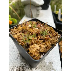 Drosera spatulata - Spoonleaf sundew