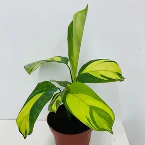 Calathea Pilosa - Live Plants in 4 Inch Growers Pots - Calathea Ctenanthe 'Pilosa' - Beautiful and Elegant Easy Care Indoor Houseplants from The Nursery