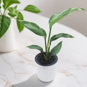 DIEZI   Monstera Deliciosa Indoor Plant 4 Inch Pot | Iconic Tropical Foliage Houseplant