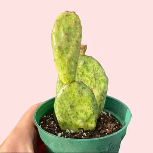 4” Variegated Opuntia Cactus