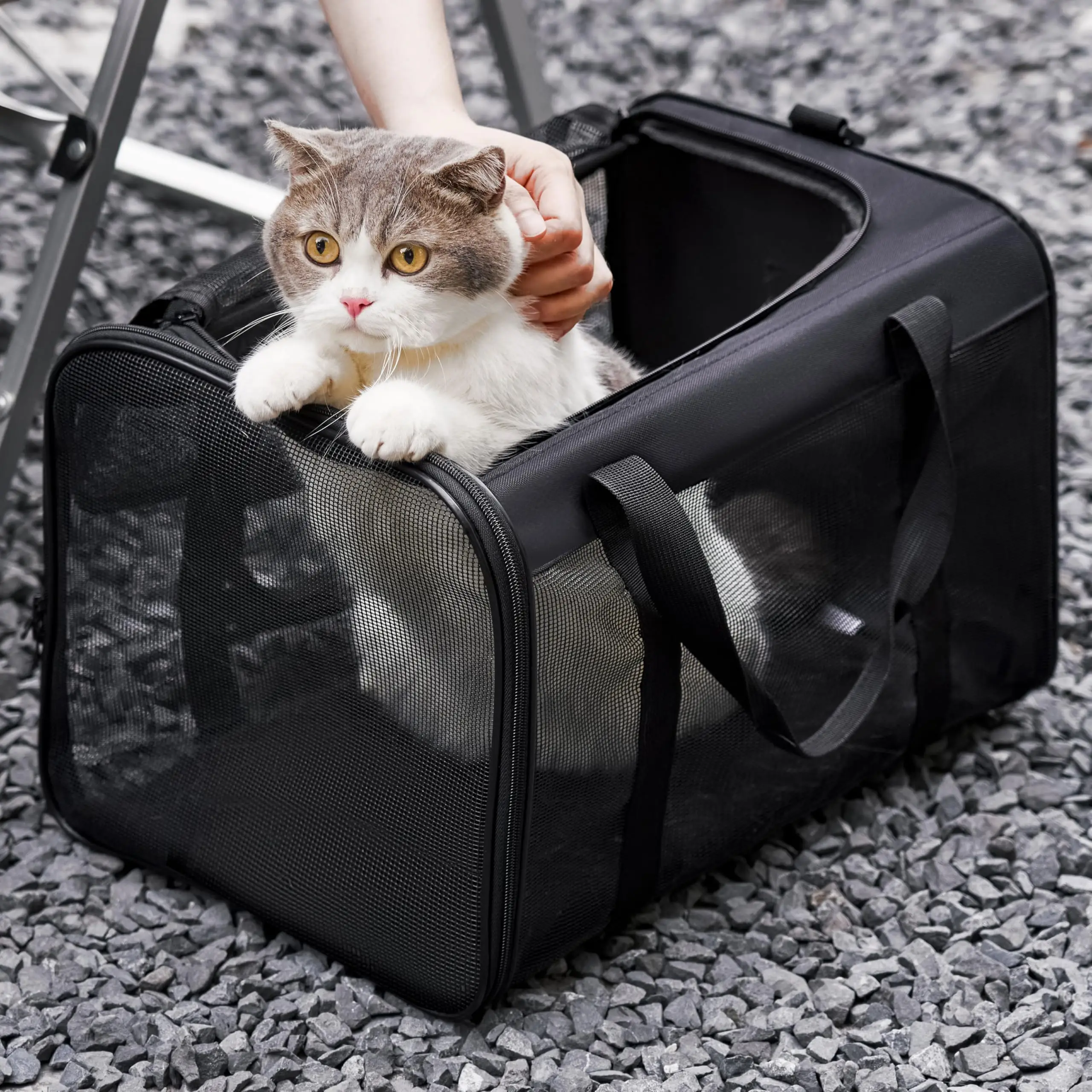 Conlun Cat Carrier Soft-Sided Dog Carrier with Inner Safety Leash Collapsible Travel Bag for Small-Medium Cats and Puppies up to 15 Lbs Springtok Pet