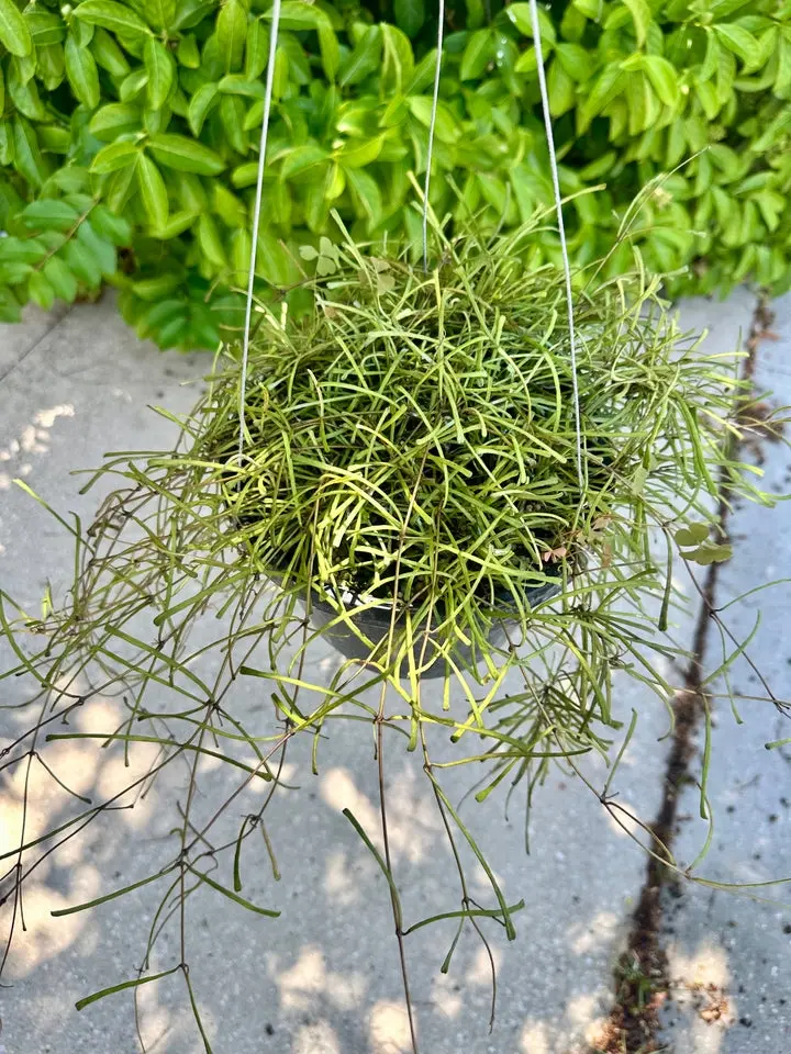 Hoya Retusa XL, long vines - 8" pot