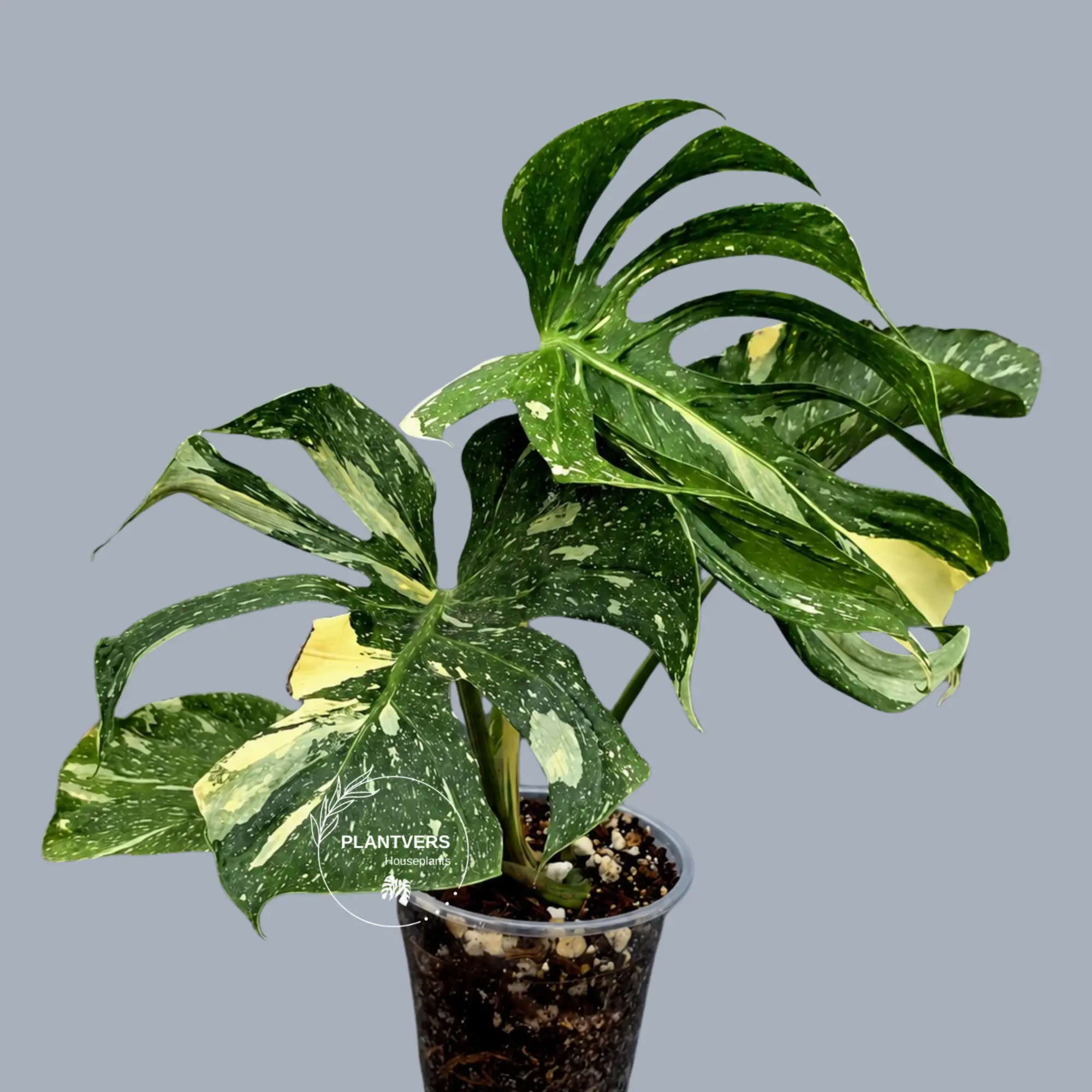 Monstera Deliciosa Medusa Variegated - Rare Exact Plant (17-19)
