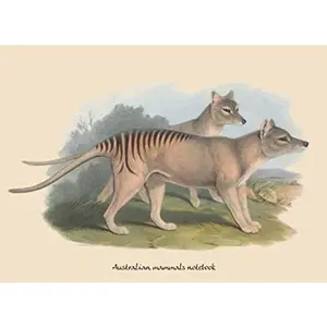 USED-Australian mammals notebook: Vintage scientific mammal illustrations from John Gould's Mammals of Australia; composition journal with blank college ... with illustrations from H.C. Richter) (Paperback)