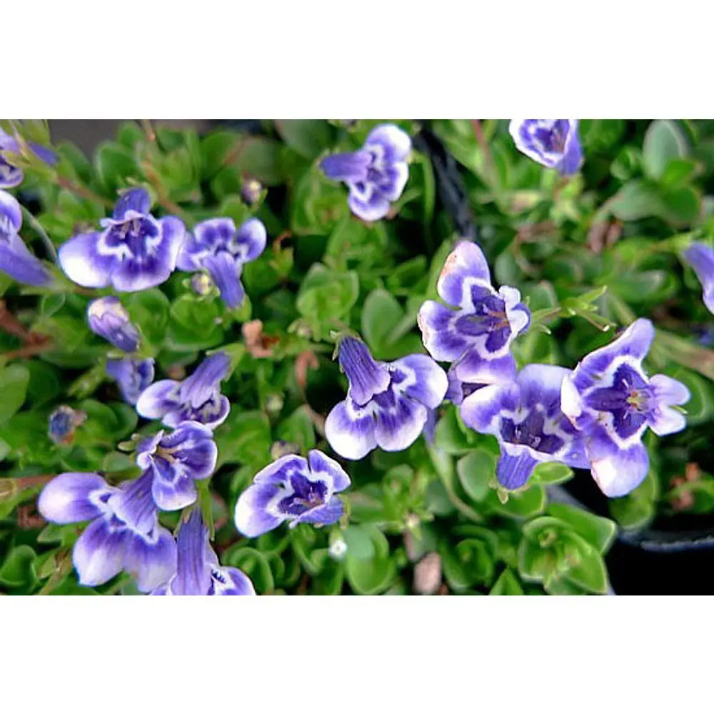 Blue Monkey Flower - Lindernia - 2.5" Pot - Terrarium/Fairy Garden/Houseplant