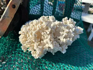 Genuine Vintage Merulina Coral 14x9x9" Ocean Collectible Display Shell