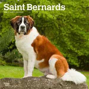Saint Bernards | 2026 12 x 24 Inch (Hanging) Monthly Square Wall Calendar | Plastic-Free | BrownTrout | Animals Dog Breeds