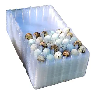 plastic 30 count quail egg cartons
