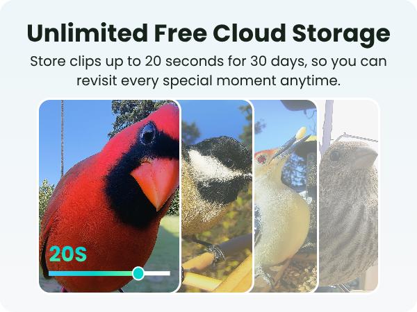 Birdfy Smart Bird Feeder with Camera Solar Powered, Night Insight & Slow-Motion Video for Outdoors & Backyard Birds Watching, AI Identify 6000+ Species , Wood