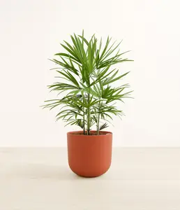 Lady Palm