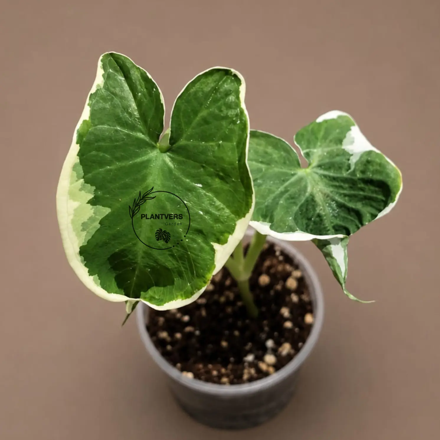 Alocasia Mikey Mouse Live in 3" Starter Pot ( Xanthosoma Sagittifolium 'Variegatum Monstrosum ) - Rare Tropical Indoor Houseplant