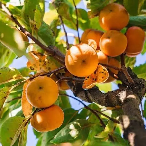 American Persimmon Fruit Tree 12-24in Tall Hardy Native Tree Potted