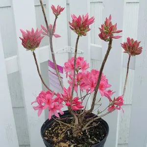 Rosy Lights Azalea