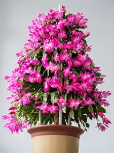 Monrovia 100PCS Mixed Color Christmas Cactus Seeds Schlumbergera Multicolor Zygocactus for Indoor Outdoor Garden Non GMO Heirloom Succulent Flower Seeds