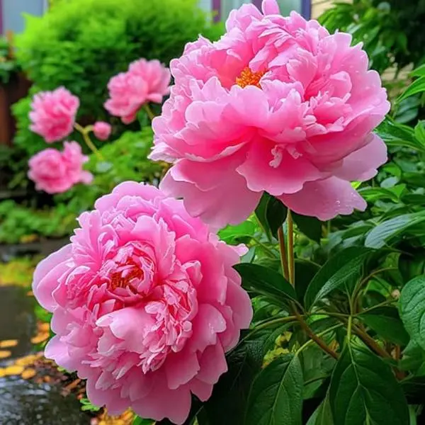 Mixed Double Heirloom Peony Flower Seeds - Rare, Non-GMO, Easy to Grow, Fragrant Large Blooms, Indoor & Outdoor Versatile Planting for Gardeners (Garden Supplies)