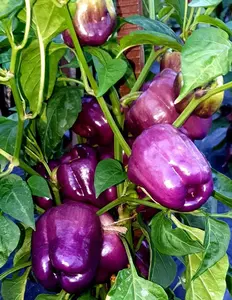 Sweet Lilac Purple Bell Pepper Seeds for Planting, 50+ Heirloom Seeds Per Packet, Non GMO Seeds, Scientific Name: Capsicum annuum, Great Home Garden Gift