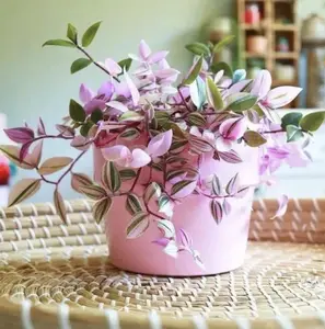 4 Live 4”-8” BIG Cuttings Tradescantia Nanouk Rare “Pink Wandering Jew”!