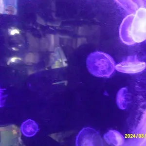 Product Review of Auto Focus Digital Camera, 1 Count Full HD 1080P/48MP Mini with 32G Memory Card, Ff (F/3.2, f=7.36mm), 16x Zoom for Teenagers Beginners, Mini Camera, Electronic Portable Camera from G**a 🦇**