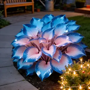 Hosta Seeds Perennial Shade Plant for Garden Yard Easy Care Versatile Growth in Shaded Areas Beginner-Friendly Ornamental Foliage Non-GMO USA Produced