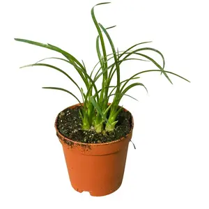 2" Ponytail Palm – Beaucarnea Recurvata – Live Plant
