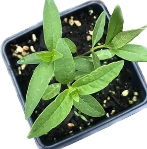 Common Milkweed (Asclepias syriaca L) Organic Plant in 2.5-inch Pot - Native Perennial Wildflower, Attracts Monarch Butterflies