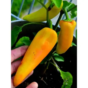 Yellow Hungarian Wax,Hot Pepper Seeds, Capsicum annuum ,Heirloom