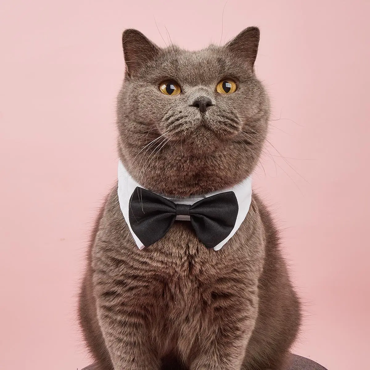 Adjustable Bow Tie Decor Tuxedo Cat Collar, Formal Dog Bow Tie Pet Collar, Fashionable Wedding and Party Pet Clothes, Decorative Cat Necklace, Dog Stu