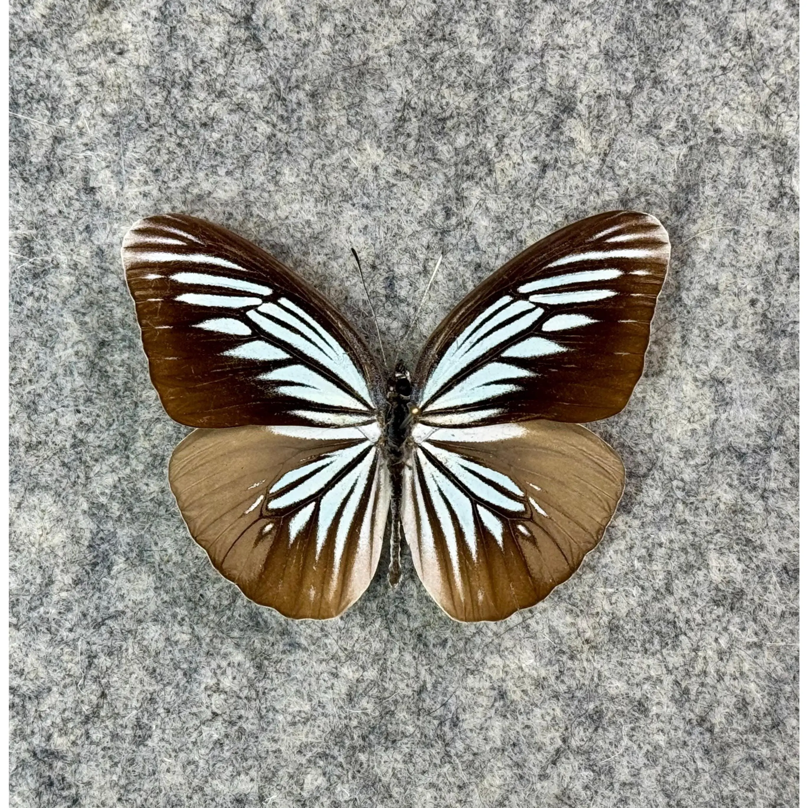 The Sulawesi Wanderer butterfly, Pareronia tritaea tritaea, UNMOUNTED (wings closed), preserved, dried, real, papered specimen