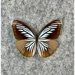 The Sulawesi Wanderer butterfly, Pareronia tritaea tritaea, UNMOUNTED (wings closed), preserved, dried, real, papered specimen