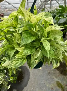 Marble Queen Pothos Plant Live Variegated Pothos Rare House Plant Hanging Indoor Plant Vining Plant Rooted Pothos in Pot XXL Pothos Aquarium