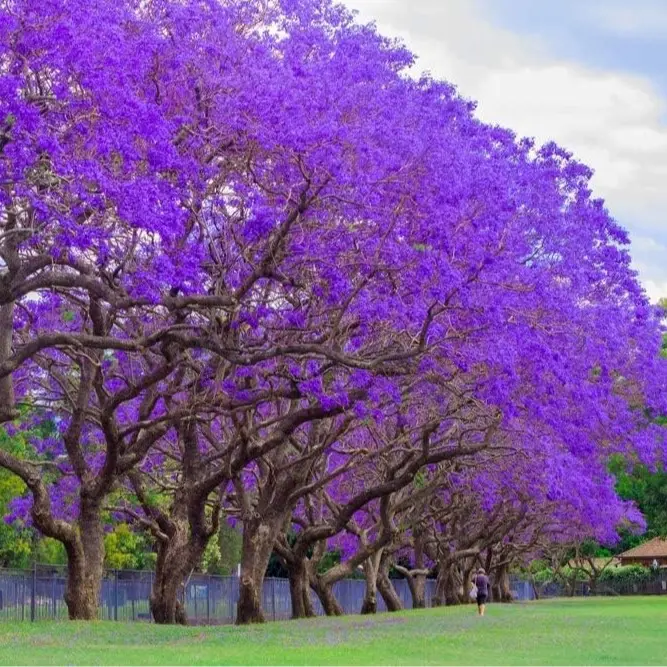 Blue Jacaranda Tree Seeds - 30 Seeds - Exotic Purple Blooming Tree Blue Jacaranda Tree Seeds - 30 Seeds - Exotic Purple Blooming Tree