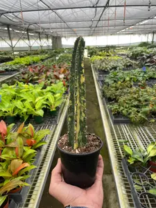 Variegated Blue Candle Cactus