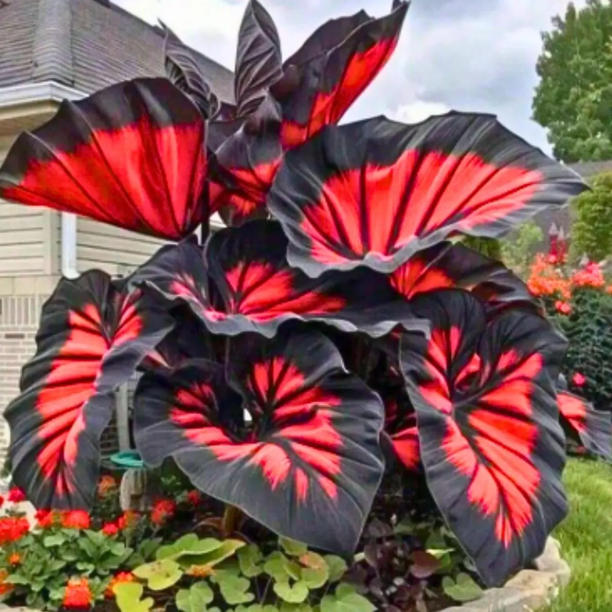 1000 Hosta Seeds – Popular Shade Garden Plant, Perfect for Woodland Gardens and Outdoor Decorative Landscaping