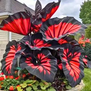 1000 Hosta Seeds – Popular Shade Garden Plant, Perfect for Woodland Gardens and Outdoor Decorative Landscaping