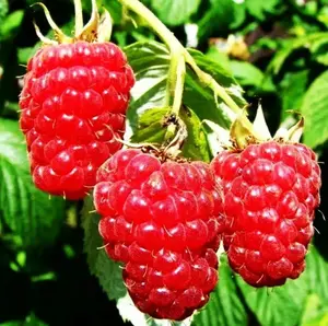 200pcs Red Raspberry Seeds Fruit Plants Bonsai Garden Berry Seeds for Planting