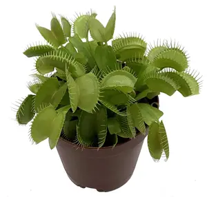 Venus Fly Trap Plant - CARNIVOROUS - Dionaea - 2" Pot