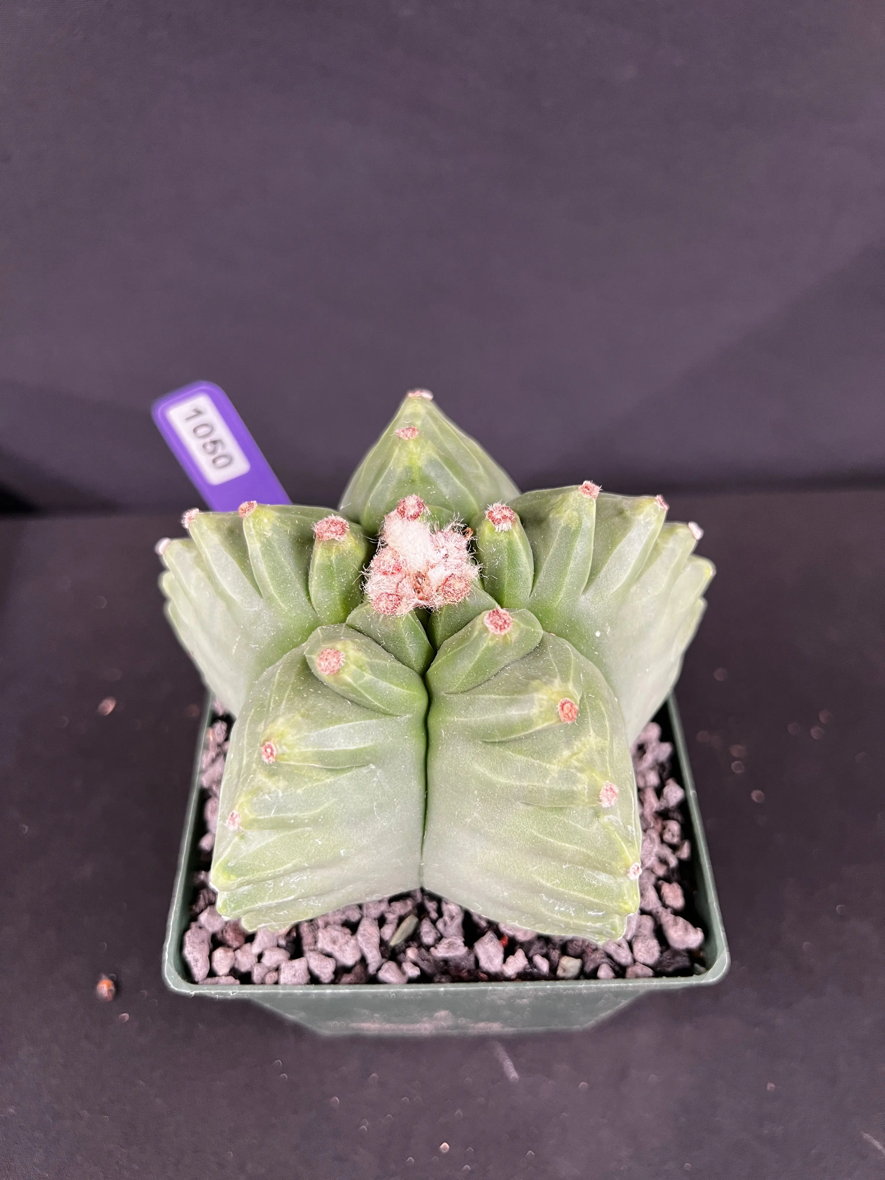 Astrophytum Myriostigma cv. Kikko Cacti - 1050