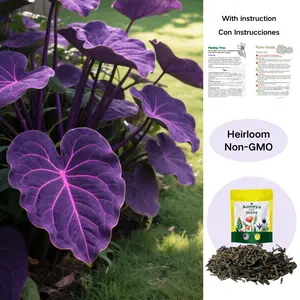 Aonoya Rare Hosta Seeds-Easy to Grow Perennial Shade Garden Ornamental Foliage for Landscaping Outdoor,Low Maintenance for Your Home and Garden,Great Gift for Plant Lovers