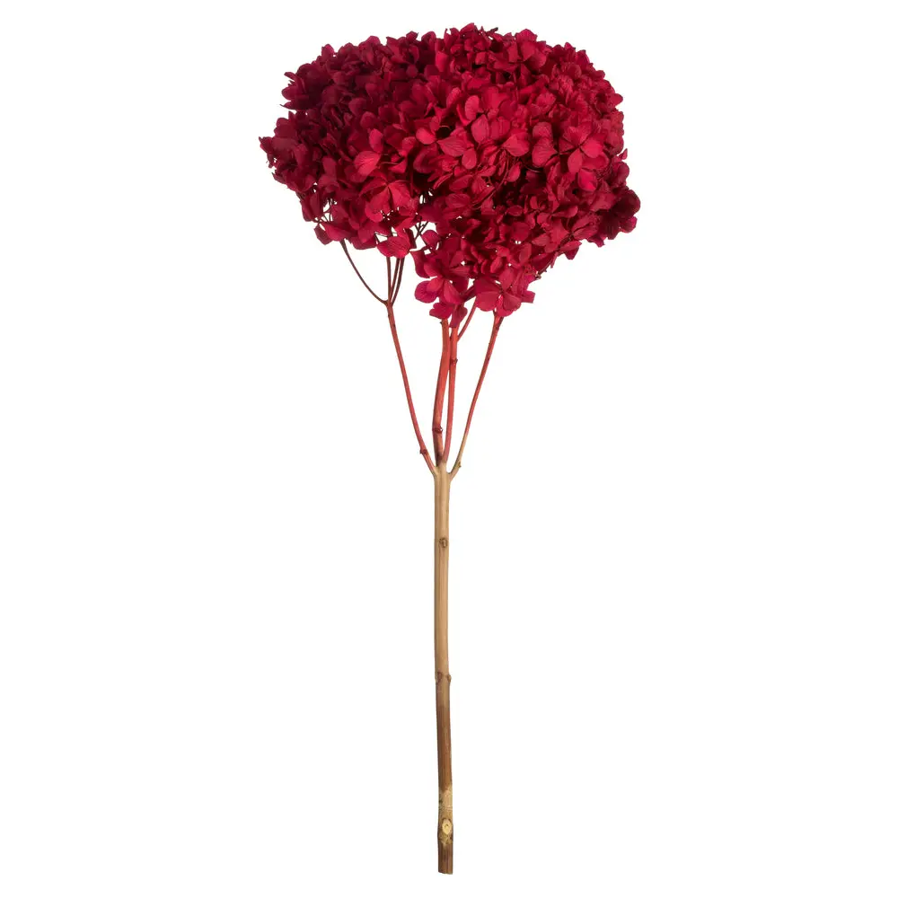Vickerman H1HYD475 15”  Red Hydrangea With Multiple Branch Segments. Preserved