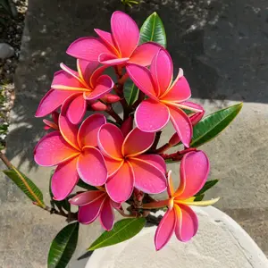 10 Fushia Plumeria Seeds-Flower Seed Pack, Premium Perennial Tropical Plant Seeds, Fragrant Magenta Blooms, Ideal for Containers and Warm Climate Gardens