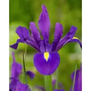 Dutch Iris Bulbs "Purple Sensation"Spring flowering bulbs.Now Shipping