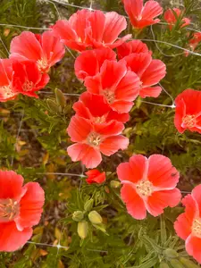 Godetia salmon seeds