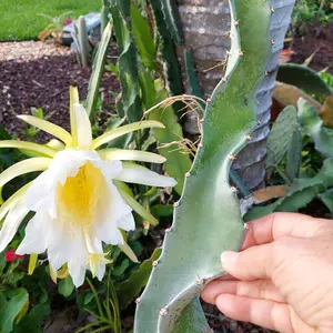 Dragon Fruit Cactus Vine,  Hylocereus undatus,  8" Cutting (pic 1) Dragonfruit produces fruit.