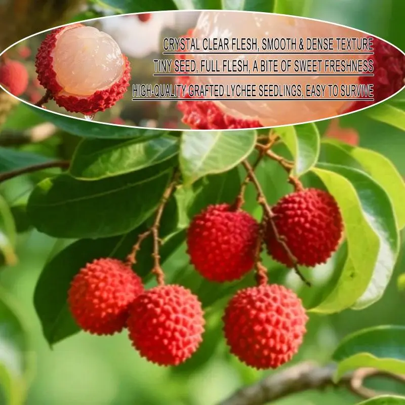 Potted Lychee Tree, Sweet Juicy Small Seed Lychee Fruit Plant, Easy to Grow Indoor Outdoor