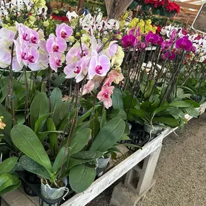 Orchid LONG Blooming Phalaenopsis - Indoor Plant for Home and Office