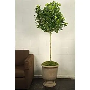 Dianiella Ficus Weeping Fig Standard Single Trunk - Live Plant in an 10 Inch Growers Pot - Ficus Benjamina Daniella - Large Ornamental Interior Tree