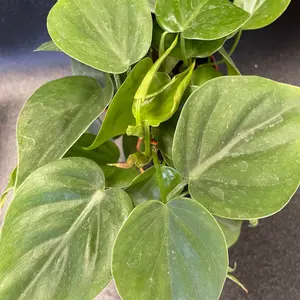 Heartleaf Philodendron