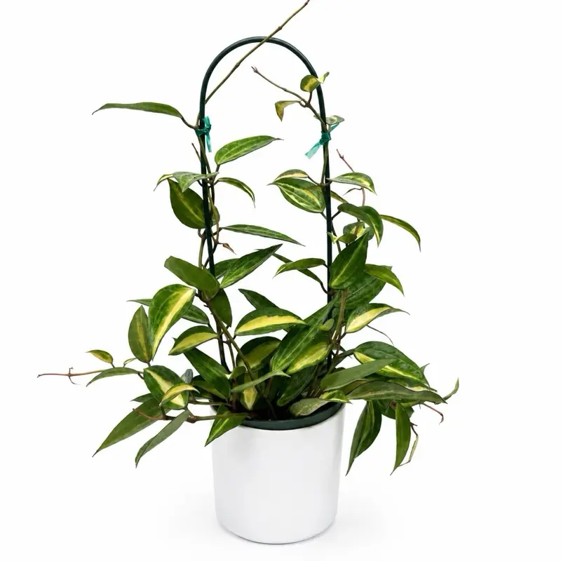 Hoya macrophylla ‘Pot Of Gold ’ 6” Pot – Rare Variegated Hoya | Beginner-Friendly Collector Houseplant | Easy-Care Indoor Plant