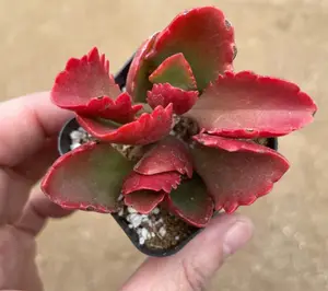 Live Kalanchoe Longiflora Coccinea Plant - Kalanchoe Sexangularis Plant - Tugela Cliff-Kalanchoe Plant - 2 Inch Pot